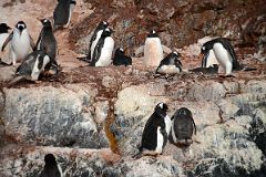 14C Some Gentoo Penguins Are Nesting While Others Build Nests On Cuverville Island From Zodiac On Quark Expeditions Antarctica Cruise